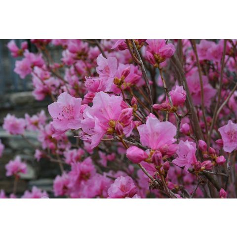 Rhododendrom mucronatum 'Cornell Pink'
