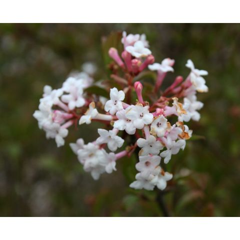 Viburnum farreri 'Nanum'