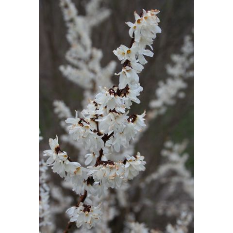 Abeliophyllum distichum