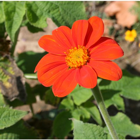 Tithonia 'Goldfinger'
