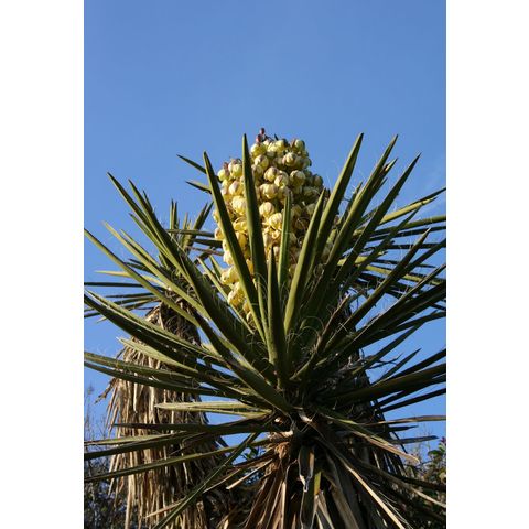 Yucca schidigera
