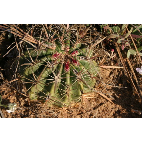 Ferocactus viridescens
