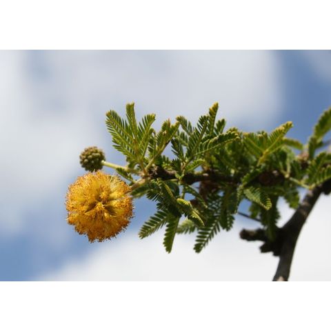 Acacia constricta
