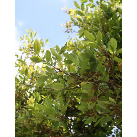 Quercus virginiana subsp. fusiformis
