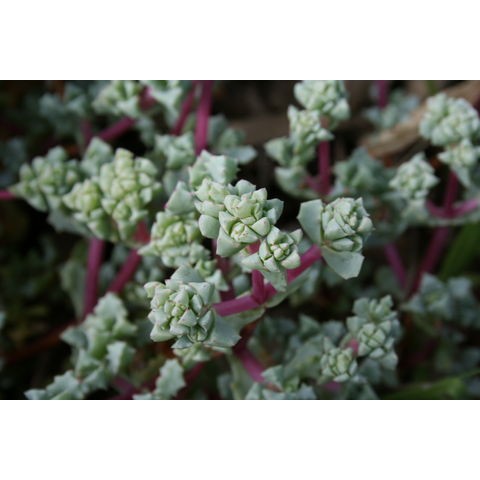 Lampranthus deltoides
