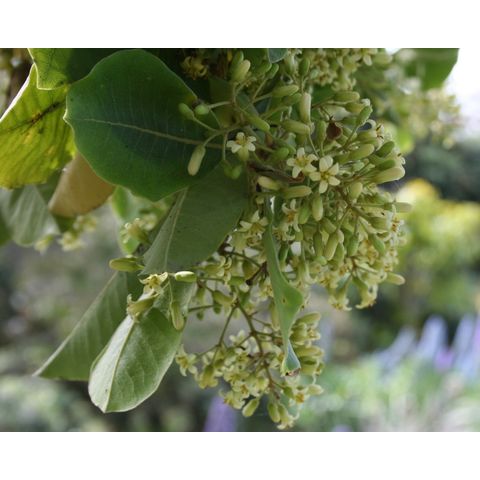 Pittodporum kirkii
