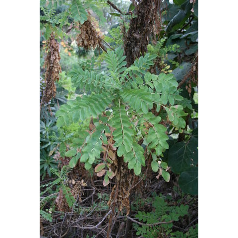 Dendropoterium pulidoi
