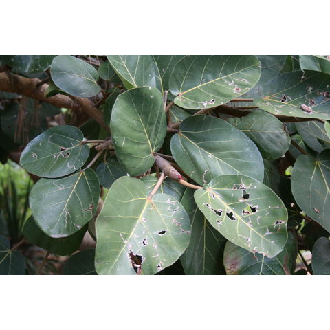 Ficus socotrana
