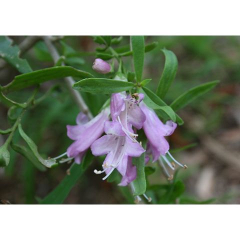 Eremophila laani
