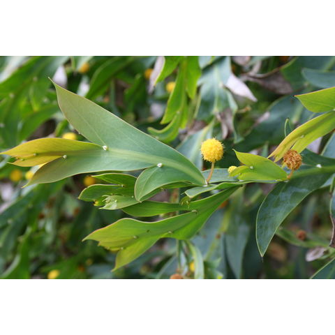 Acacia glaucoptera
