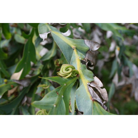 Acacia glaucoptera
