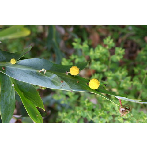 Acacia glaucoptera
