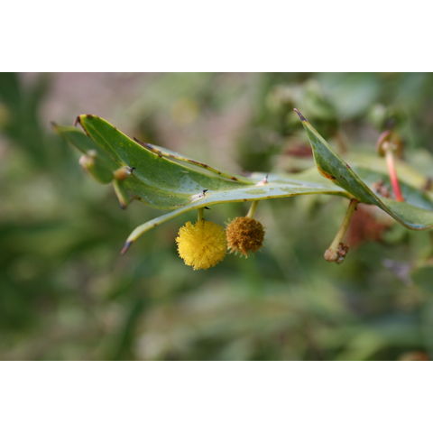 Acacia glaucoptera

