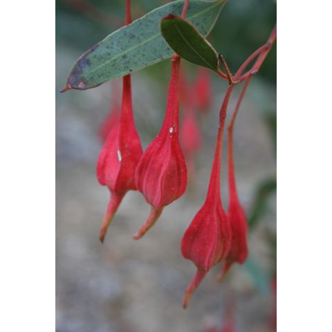 Eucalyptus forrestiana

