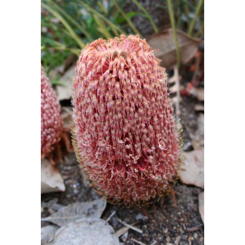 Banksia blechnifolia

