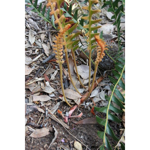 Banksia blechnifolia

