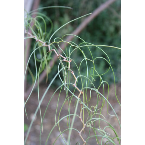 Acacia merinthophora
