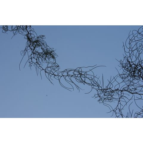 Acacia merinthophora
