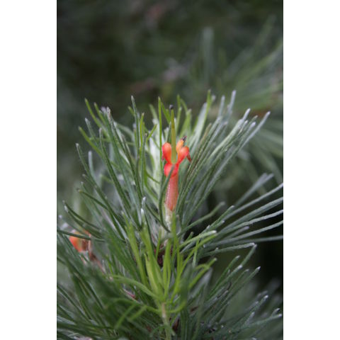 Adenanthos sericea
