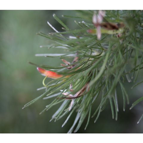 Adenanthos sericea
