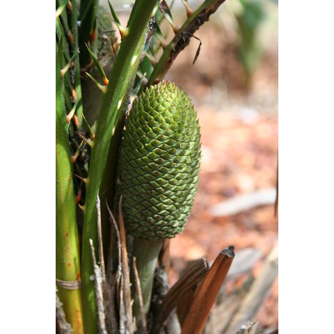 Macrozamia miquelii
