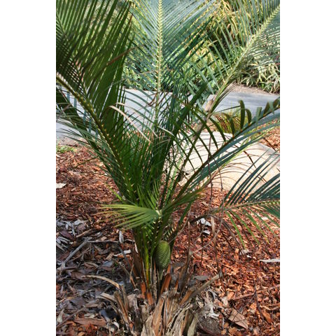 Macrozamia miquelii
