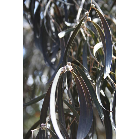 Agonis flexuosa 'After Dark'

