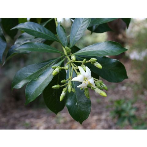 Hymenosporum flavum (Pittosporaceae)
