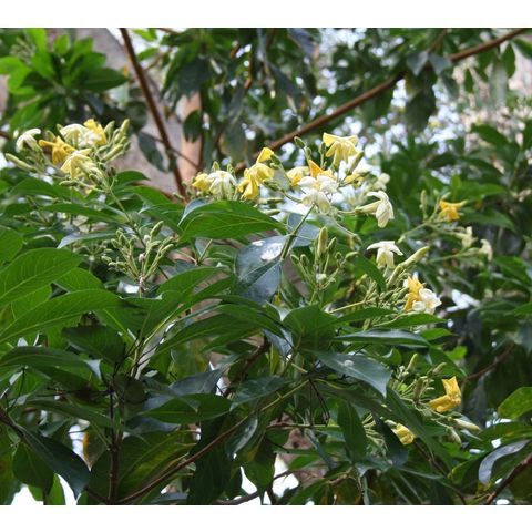 Hymenosporum flavum (Pittosporaceae)
