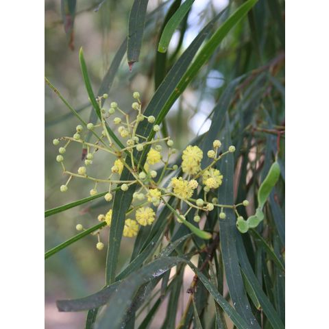 Acacia adunca
