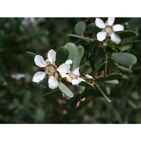 Leptospermum laevigatum
