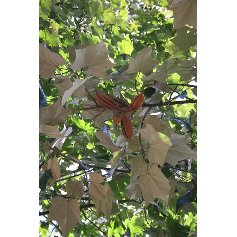 Brachychiton discolor
