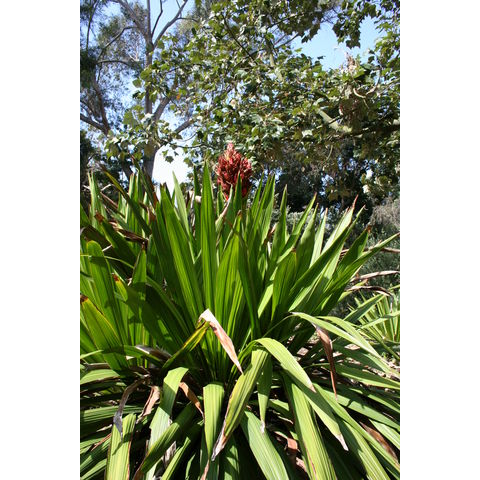 Doryanthes palmeri
