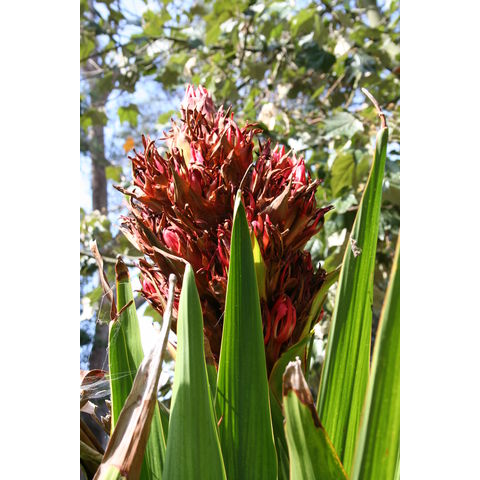 Doryanthes palmeri
