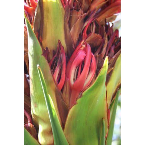 Doryanthes palmeri
