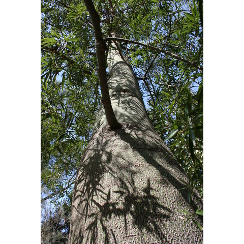 Brachychiton rupestris
