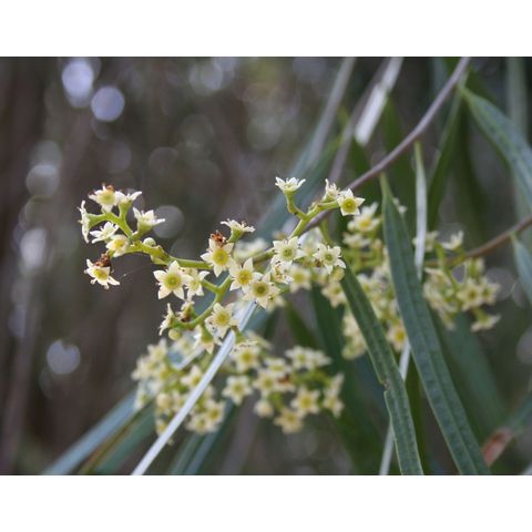 Gejera cerviflora
