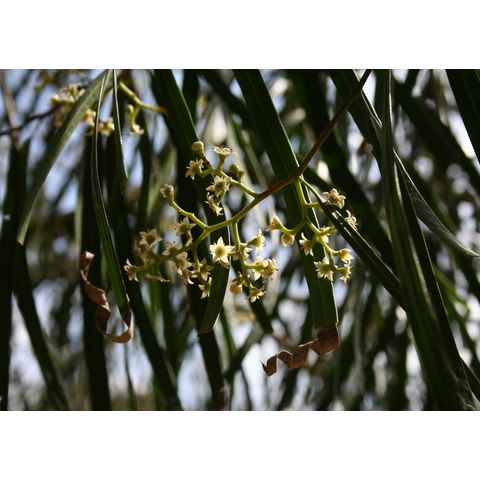 Gejera cerviflora
