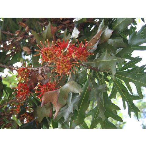 Stenocarpus sinuatus
