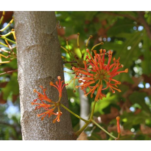 Stenocarpus sinuatus
