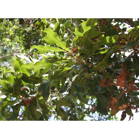 Stenocarpus sinuatus
