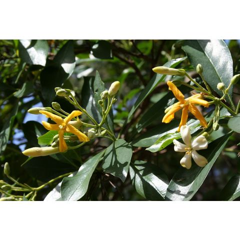 Hymenosporum flavum
