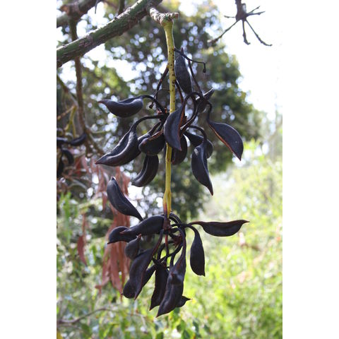 Brachychiton acerifolius
