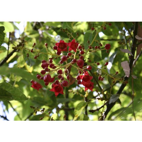 Brachychiton 'Majestic Beauty'
