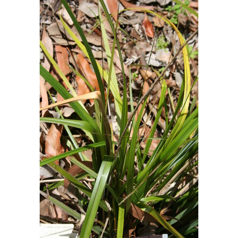 Gahnia grandis

