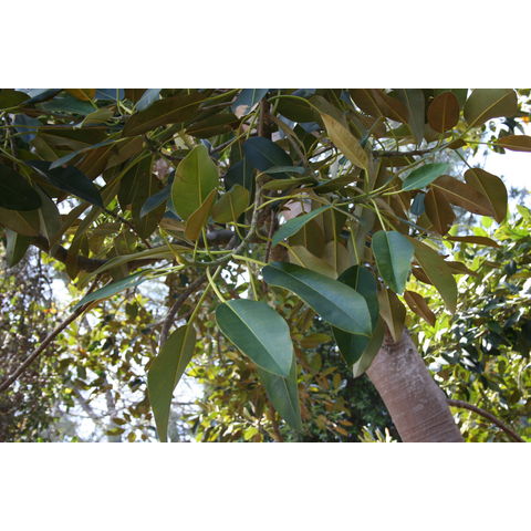 Ficus macrophylla
