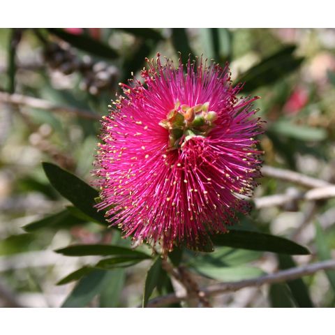 Callistemon citrinus 'Violaceus'
