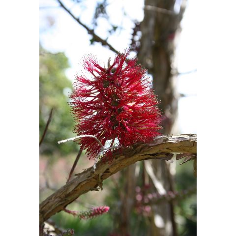 Melaleuca elliptica
