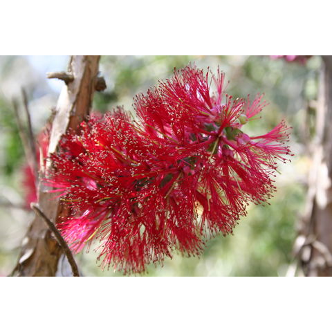 Melaleuca elliptica
