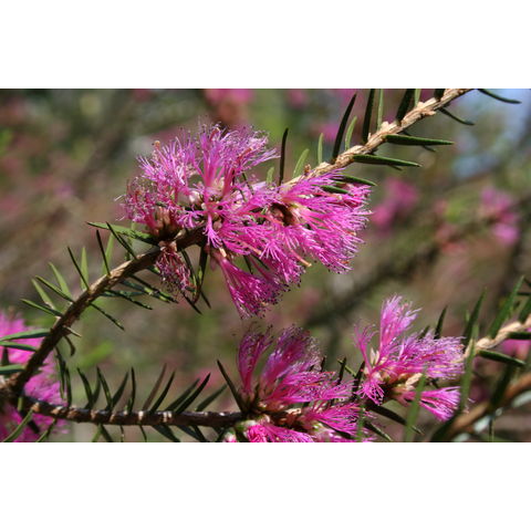 Melaleuca wilsonii
